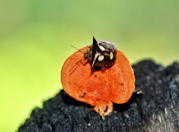 Close-up of shield bug on an orange fungi