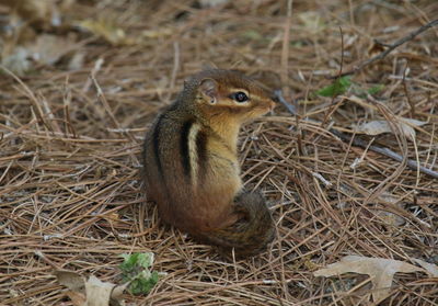 Squirrel on field