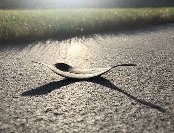 Close-up of lizard on road