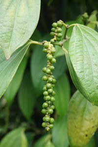 Close-up of fruits growing on plant