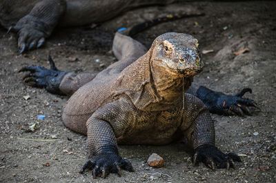 High angle view of lizard on land