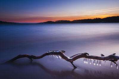 Icicles on tree branch lying on beach at sunrise