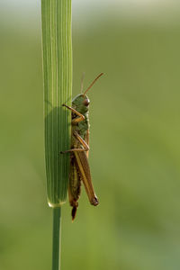 Close-up of insect on leaf