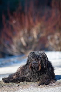 Close-up of a dog looking away