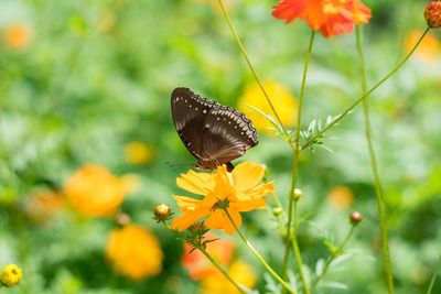 Close-up of butterfly pollinating on flower