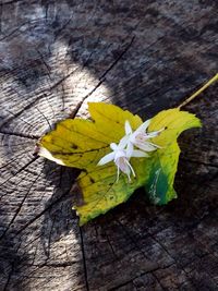 High angle view of yellow flower