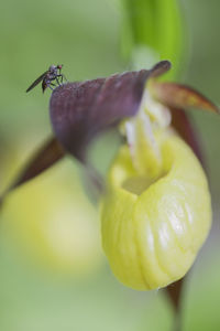 Close-up of yellow flower