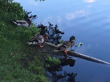 Ducks swimming on lake