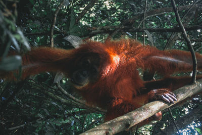 View of monkey on tree in forest