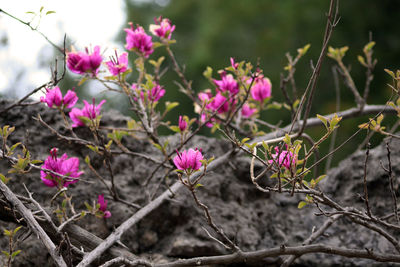 Close-up of pink flowering plant