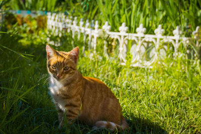 Cat sitting in a field