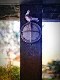 Close-up of bird perching outdoors