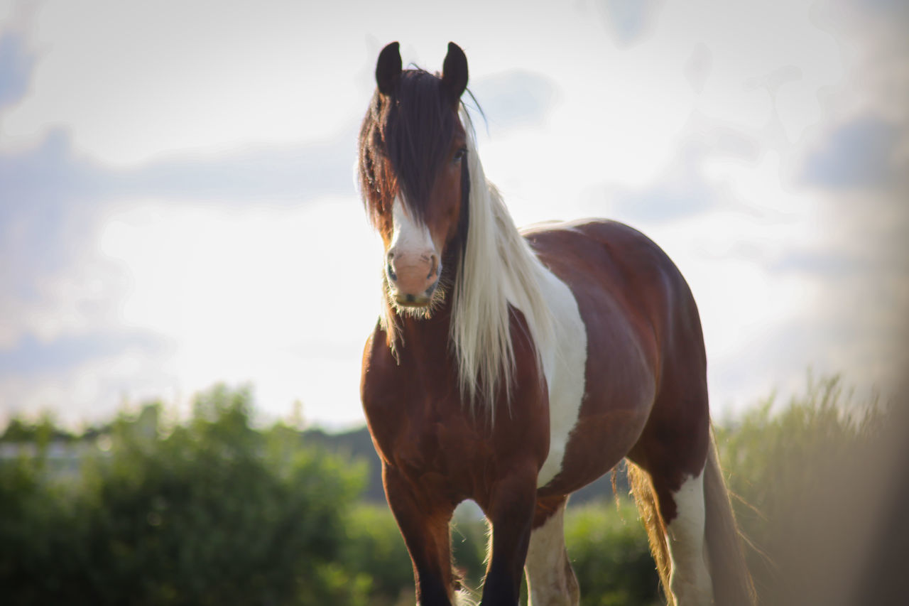 HORSE STANDING ON FIELD