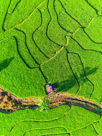 High angle view of agricultural field