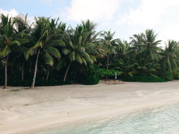 Scenic view of palm trees on beach against sky