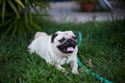 Portrait of dog on field