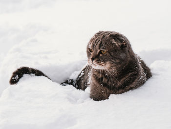 A cat at a snow covered field