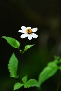 Close-up of white flowering plant