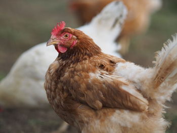 Close-up of rooster