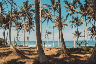 Palm trees on beach against sky