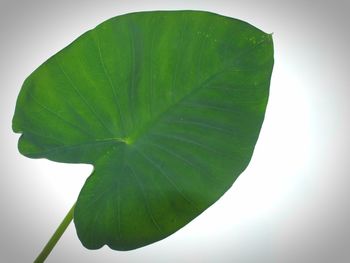 Close-up of green leaves against white background