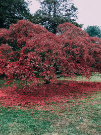 Close-up of flowers on tree