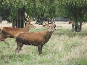 Side view of moose standing on grassy field in zoo