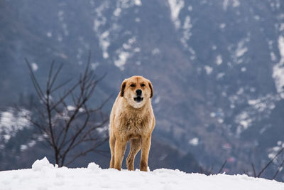 Portrait of dog in snow