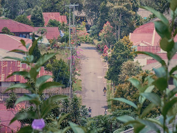 Plants growing in city