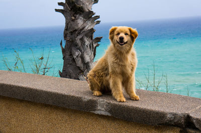 Dog sitting in swimming pool by sea against sky