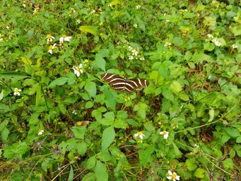 Butterfly on plant