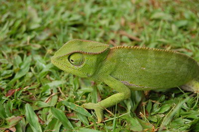 Close-up of lizard on green leaf