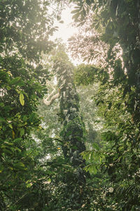 Low angle view of trees in forest