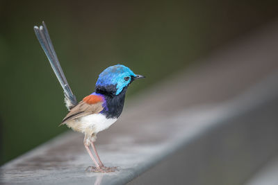 Close-up of a bird