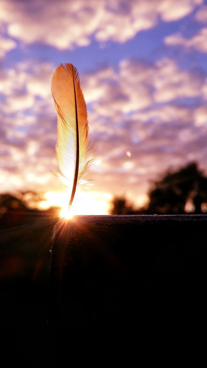 CLOSE-UP OF SILHOUETTE PLANT AGAINST SKY AT SUNSET