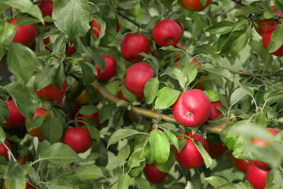 Close-up of tomatoes growing on tree