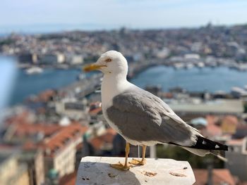 Close-up of seagull perching on a sea