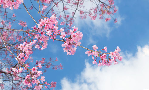 Low angle view of pink cherry blossoms in spring