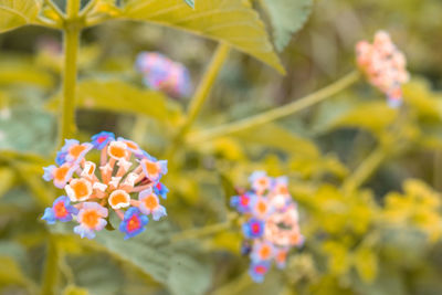 Close-up of pink flowering plant