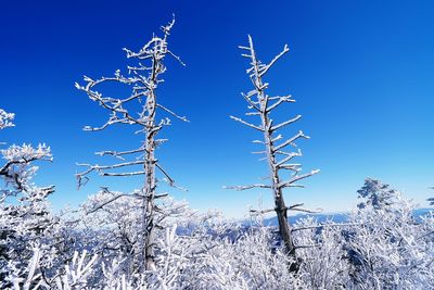 Low angle view of tree against sky