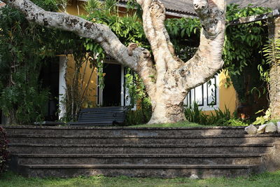 Low angle view of steps amidst trees and building