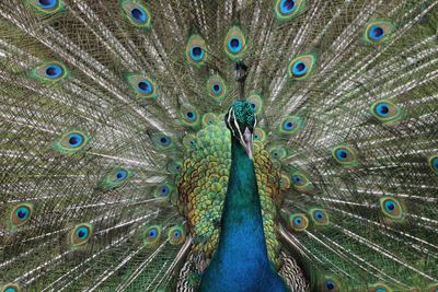 Close-up of peacock