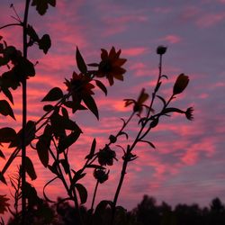 Close-up of silhouette pink flowering plants against orange sky