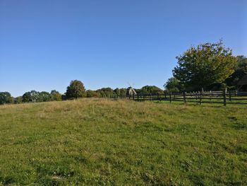 Trees on field against clear blue sky