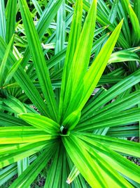 Full frame shot of palm tree