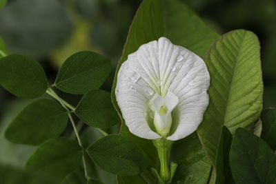 Close-up of white flowers blooming outdoors