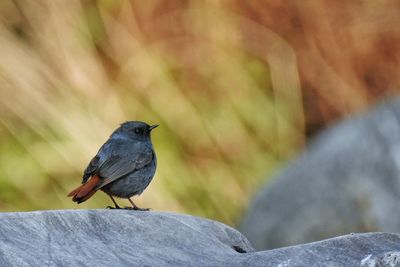 Close-up of bird perching on rock