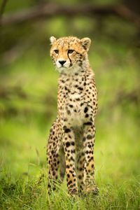 View of a cat on field