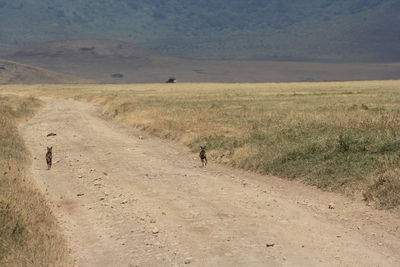 People walking on field