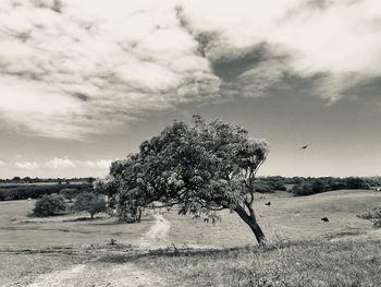 Single tree on field against sky